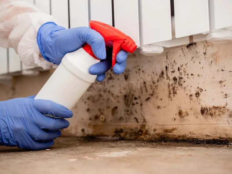 Gloved hands treating black mold growth on a baseboard wall